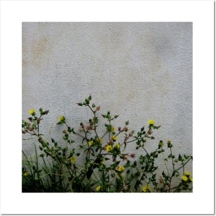 Yellow daisies wild flowers white wall Posters and Art